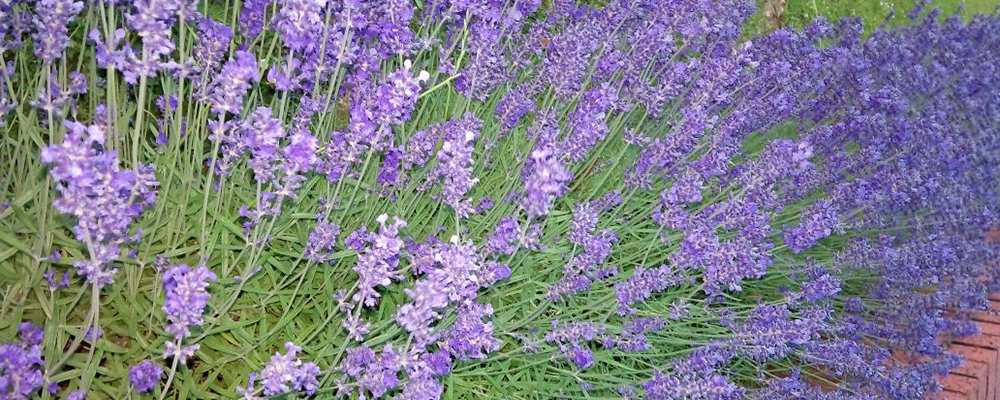 Potential Organic Health Benefits of Lavender