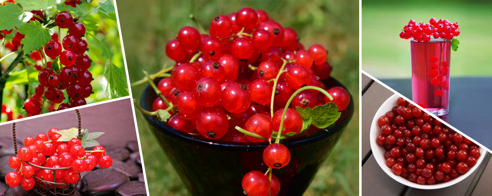 Red Currant Berries – The Whole Package of Vitamins