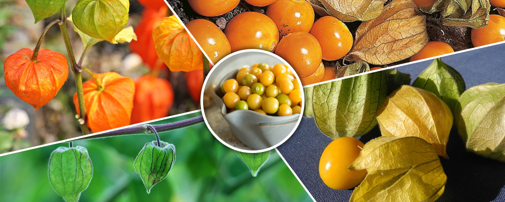 Medicinal and Health Benefits of Cape Gooseberry