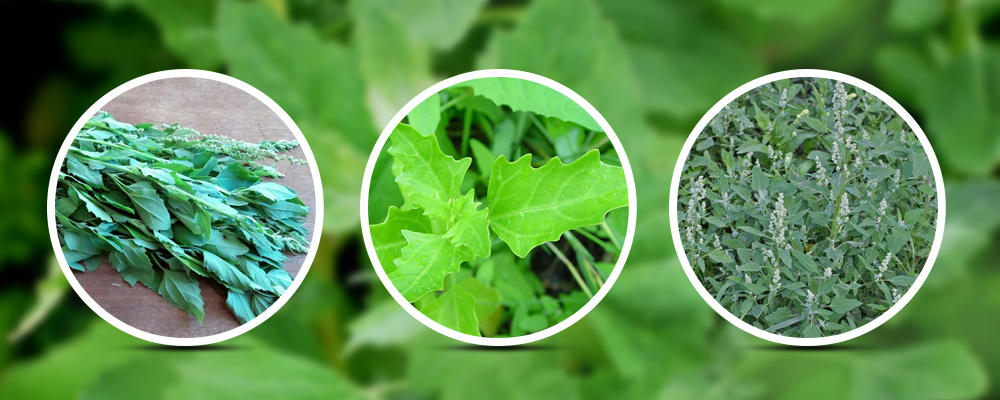 Leafy and Healthy Chenopodium