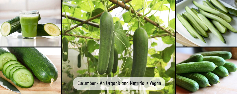 Cucumber- An Organic and Nutritious Vegetable