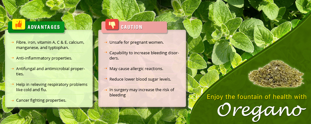 Enjoy the fountain of health with Oregano