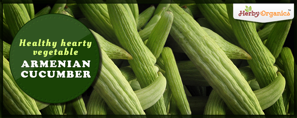 Healthy hearty vegetable – Armenian Cucumber