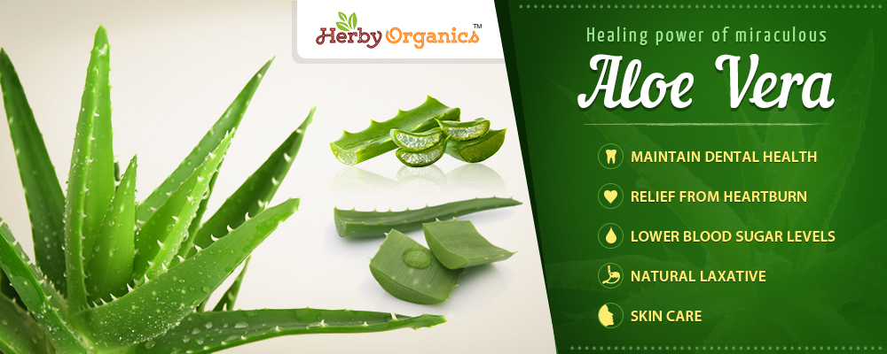 Miraculous Aloe Vera