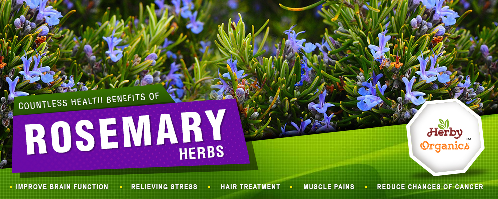 5 reasons how Rosemary is good for your health